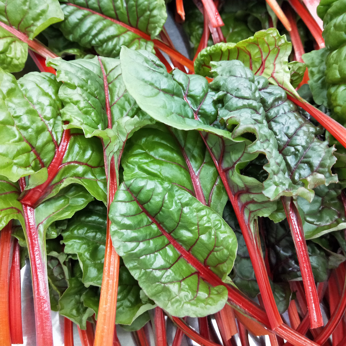Chard-Wrapped Fish with Lemon and Olive – Backyard Fresh