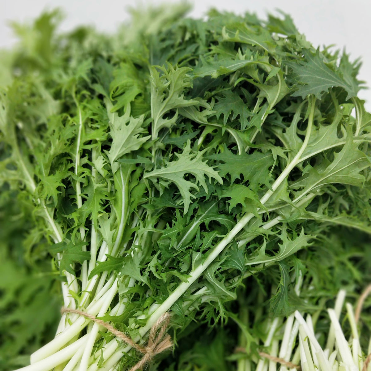 Mizuna/Japanese mustard greens, Glossary