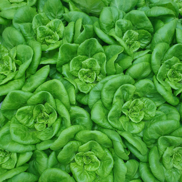 Butterhead Lettuce | Bountiful