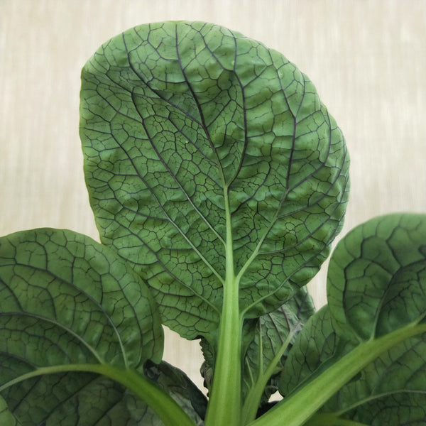 Purple Bok Choy | Bountiful