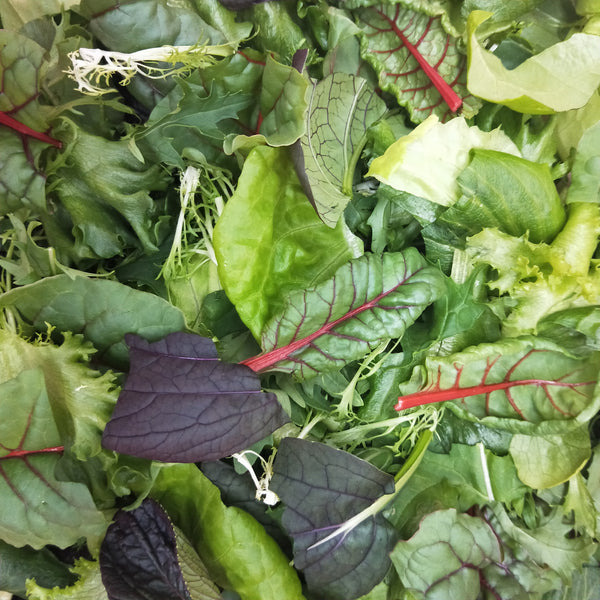 Mesclun Mix | Bountiful