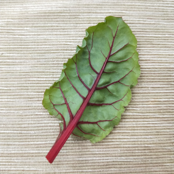 Baby Swiss Chard Leaves | Bountiful