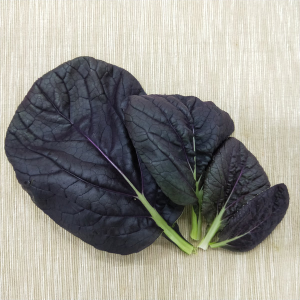 Purple Bok Choy | Bountiful