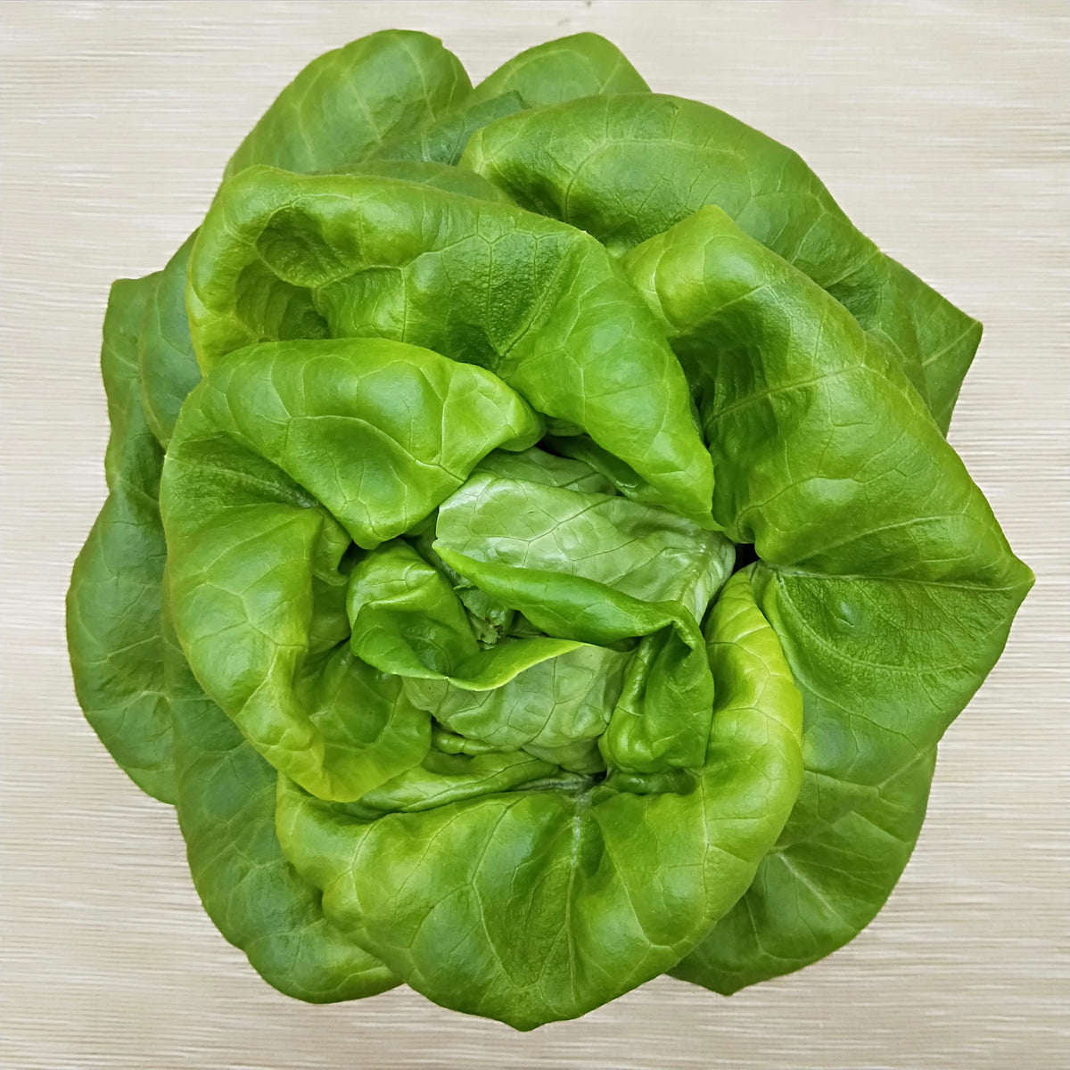 Butterhead Lettuce Bountiful Backyard Fresh