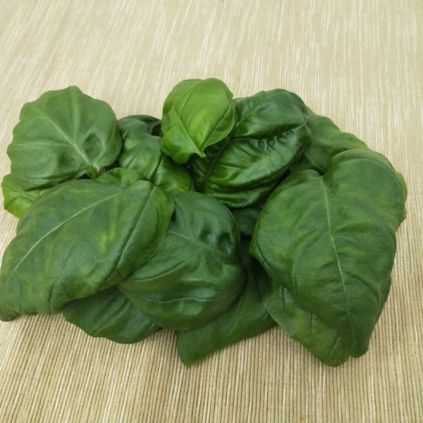 Genovese Basil | Bountiful