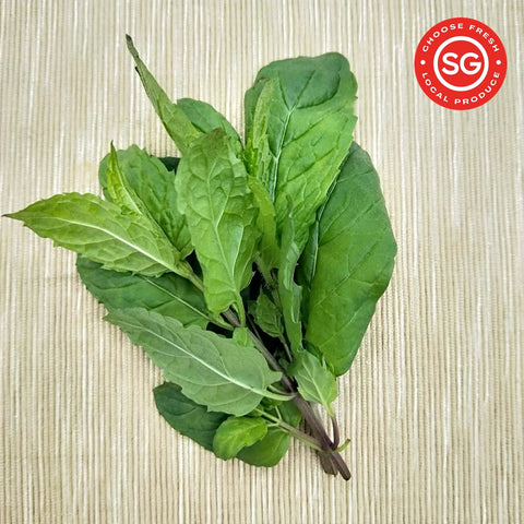Mint herb. Fresh Singapore Vegetables. Local Farm. Organic.