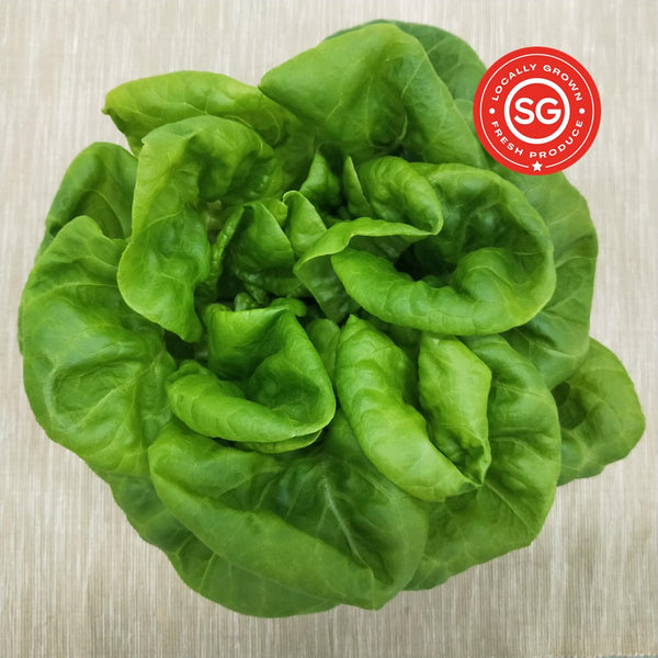 Butterhead. Singapore Farm. Fresh Vegetables