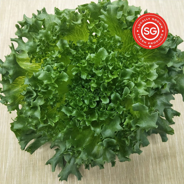 Crystal Lettuce. Fresh Singapore Vegetables. Local Farm. Organic