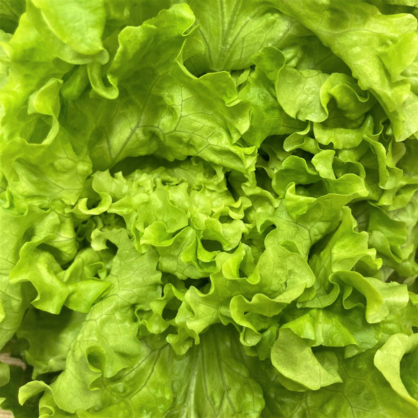 Summer Crisp Lettuce | Bountiful