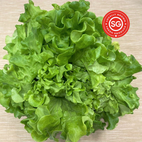 Summer Crisp Lettuce | Bountiful