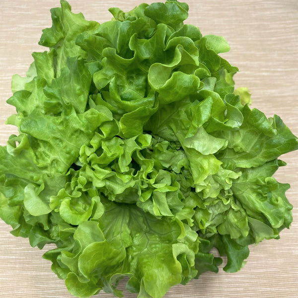 Summer Crisp Lettuce | Bountiful