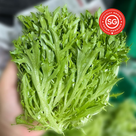 Frisee Lettuce | Bountiful