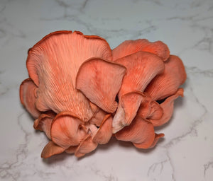 Pink Oyster Mushrooms | Golden Cap Farm