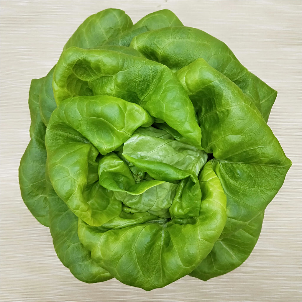Butterhead Butterhead Lettuce | Bountiful – Backyard Fresh