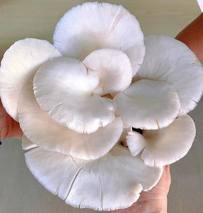 Pearl Oyster Mushrooms | Mushroom Buddies